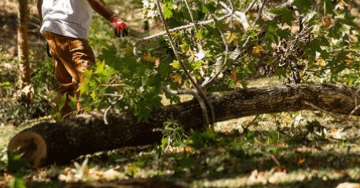 Qualified arborist inspecting roof damage caused by a fallen oak in Jackson, Mississippi.