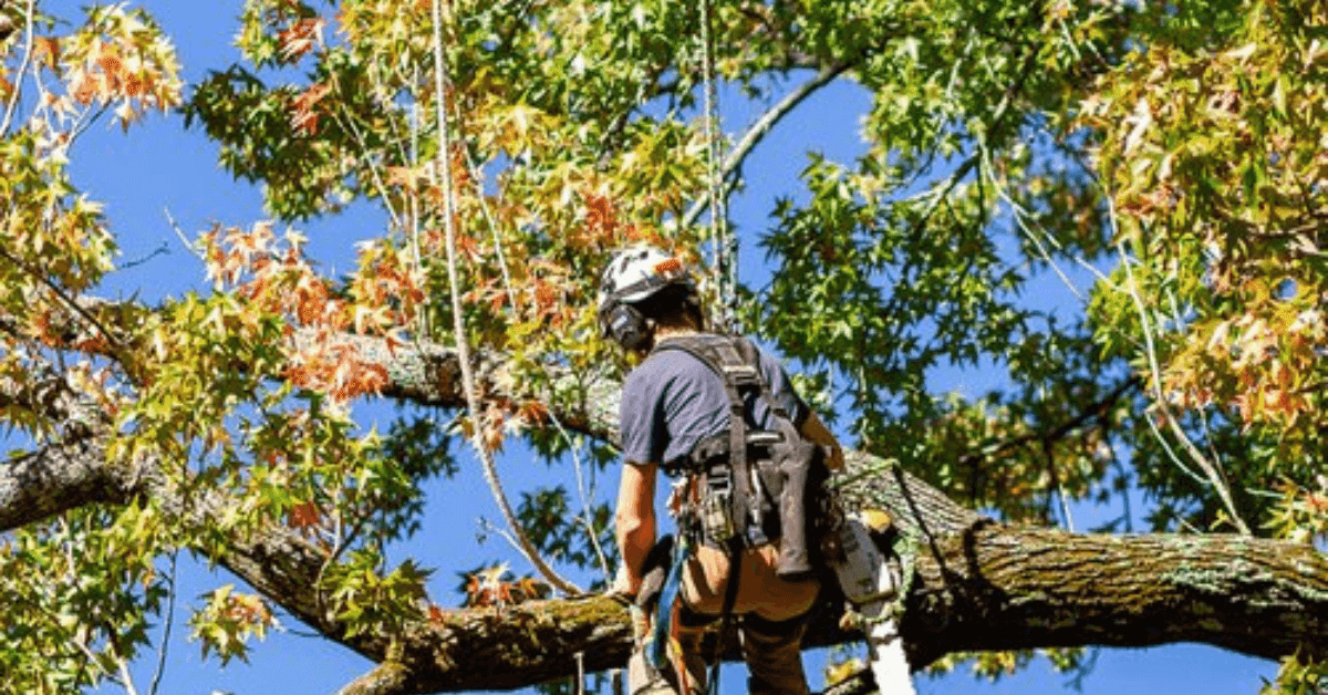 Arborist trimming tree branches in a Ridgeland, Mississippi neighborhood