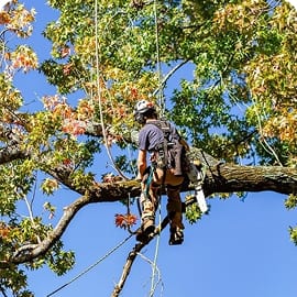 Technical Climbing & Rigging Limb Removals