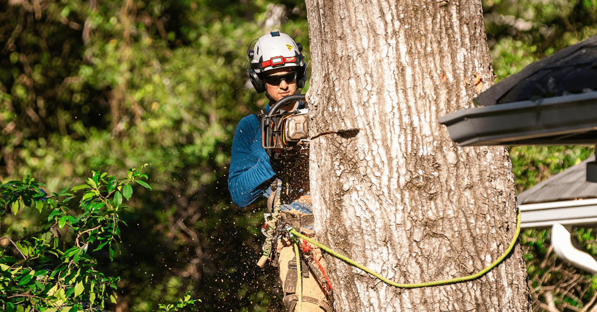 Certified arborist performing technical tree removal using climbing and rigging techniques in the Greater Jackson Area