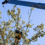 Hazardous limb removal near roofline in Jackson MS