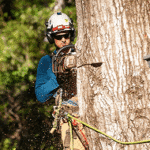 Crane-assisted large tree removal in Jackson MS backyard