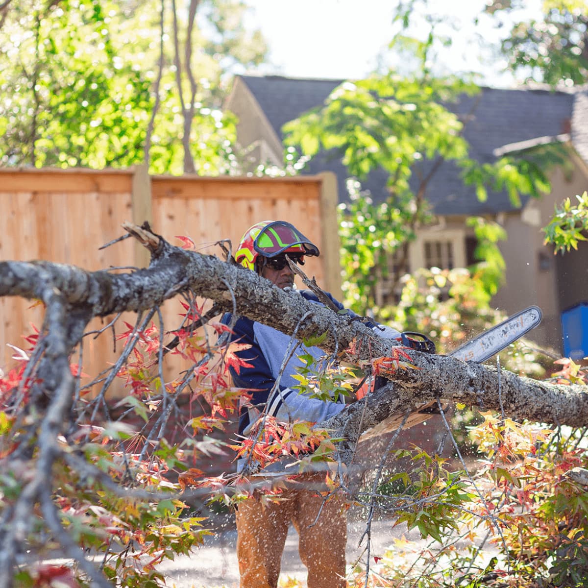 Tree trimming and pruning in Richland MS residential property