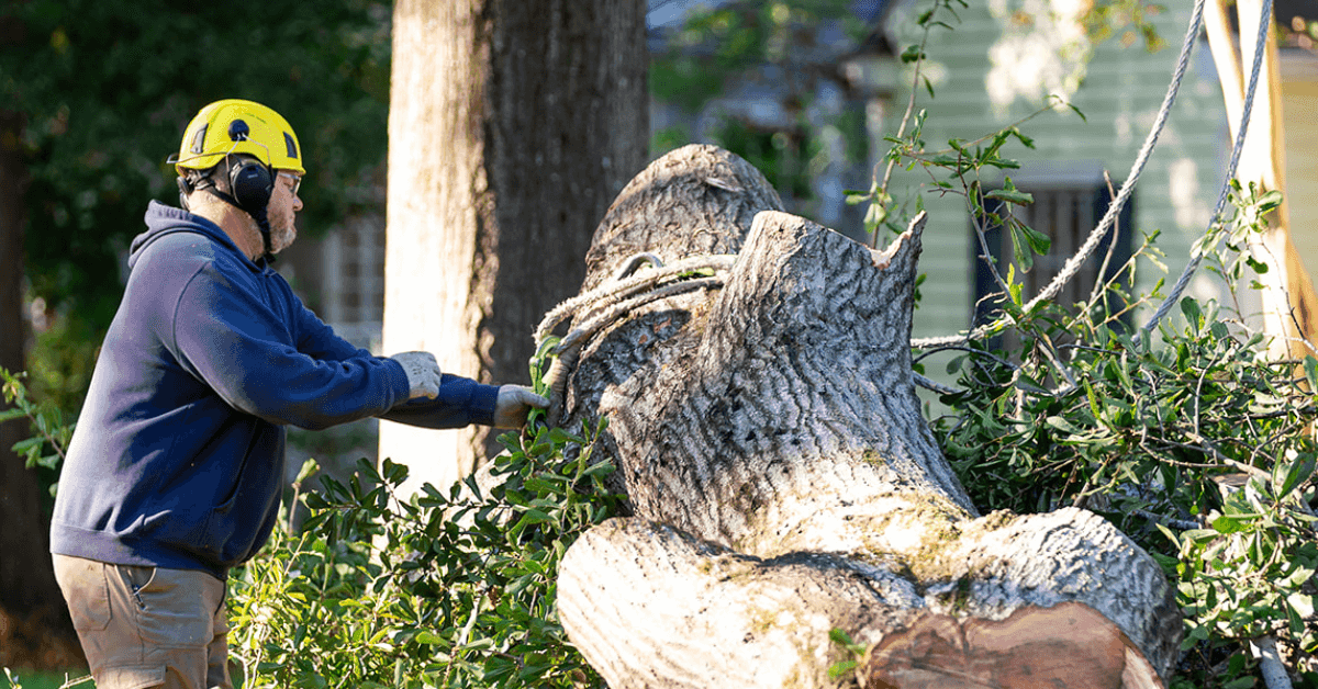 Crane-assisted tree removal near a residential property in Flora, Mississippi