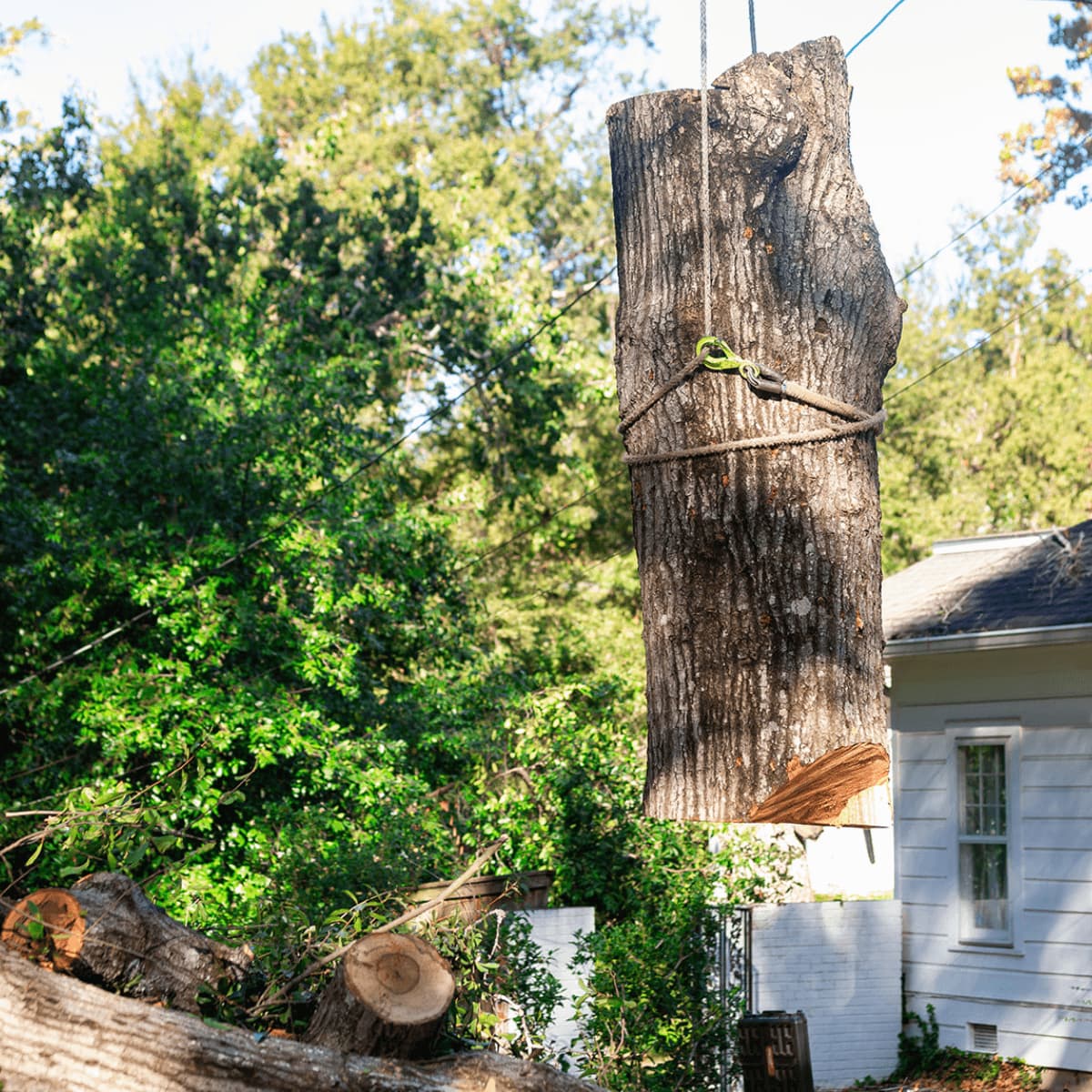 Tree removal in Richland MS using controlled rigging near home