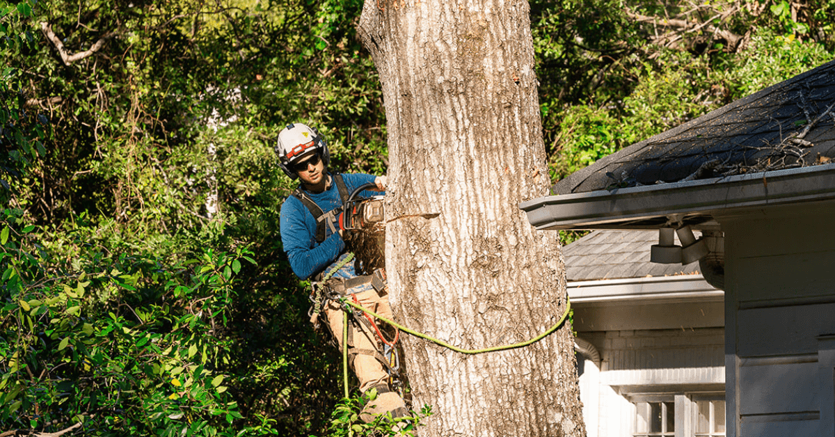 Professional arborist trimming tall oak tree in Pearl, Mississippi, yard