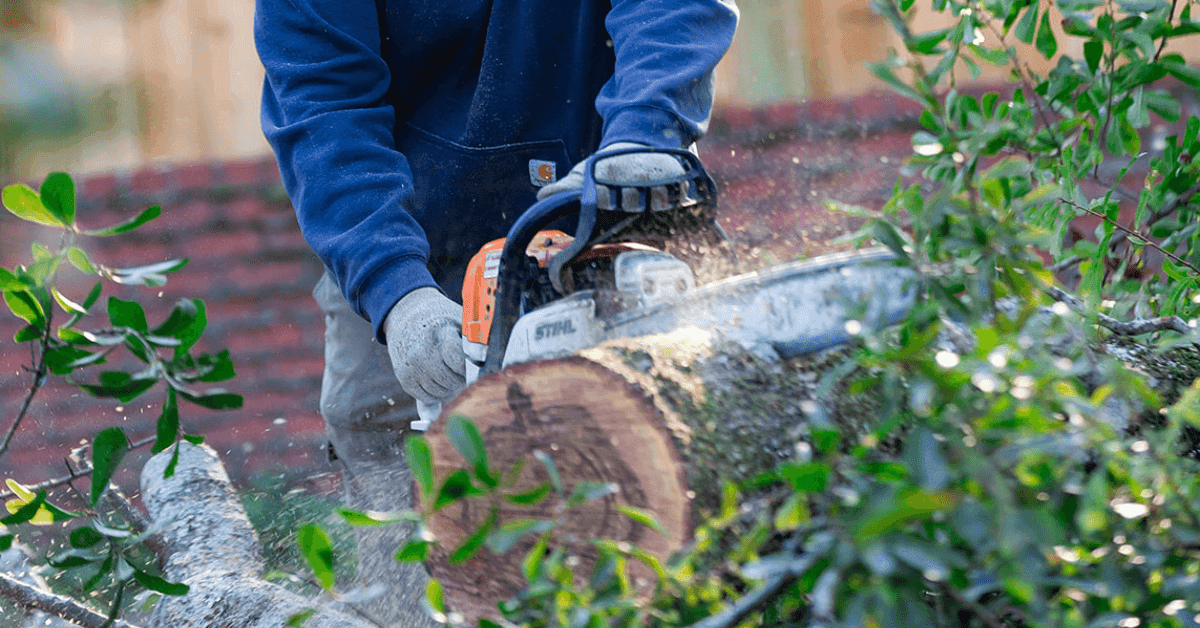 Tree service crew trimming and pruning trees in Jackson, MS neighborhood