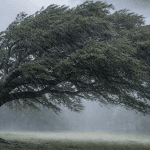 Live oak tree resisting strong winds during Mississippi storm
