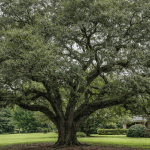 Live oak tree thriving in heavy clay soil in Jackson Mississippi