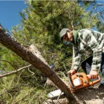 Arborist inspecting waterlogged tree roots showing root rot in Ridgeland, MS, clay soil after heavy rain