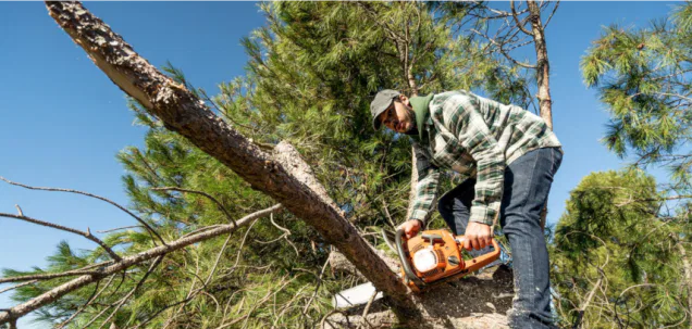 How Poor Drainage Affects Trees in Ridgeland Yards
