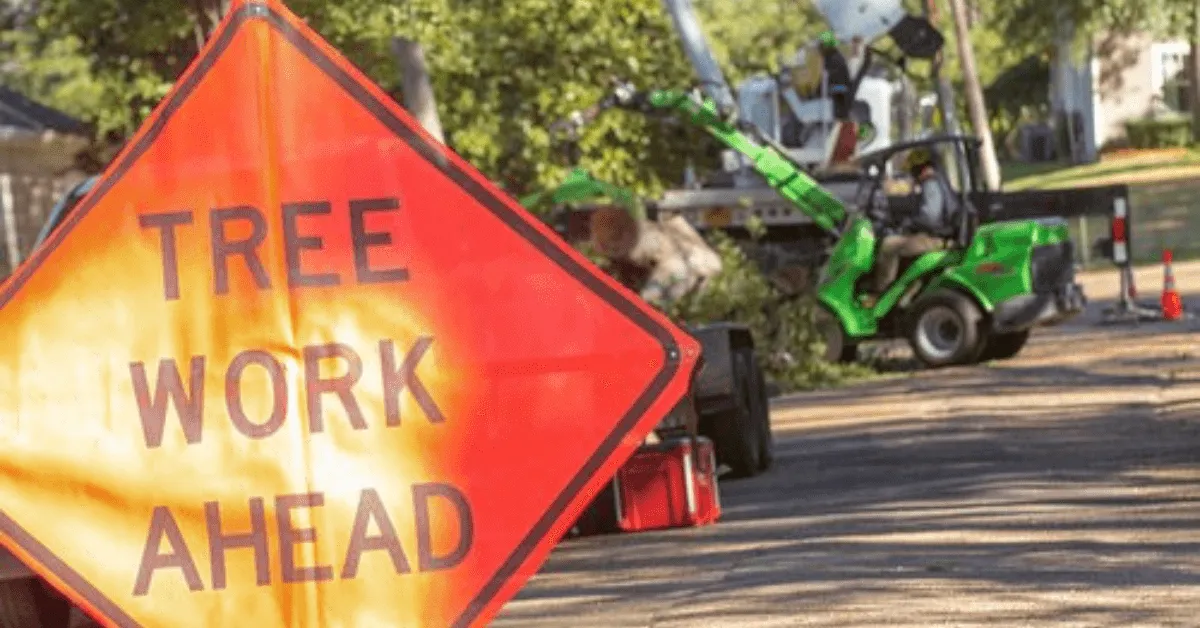 Arborist pruning oak branches near a home in Raymond, MS