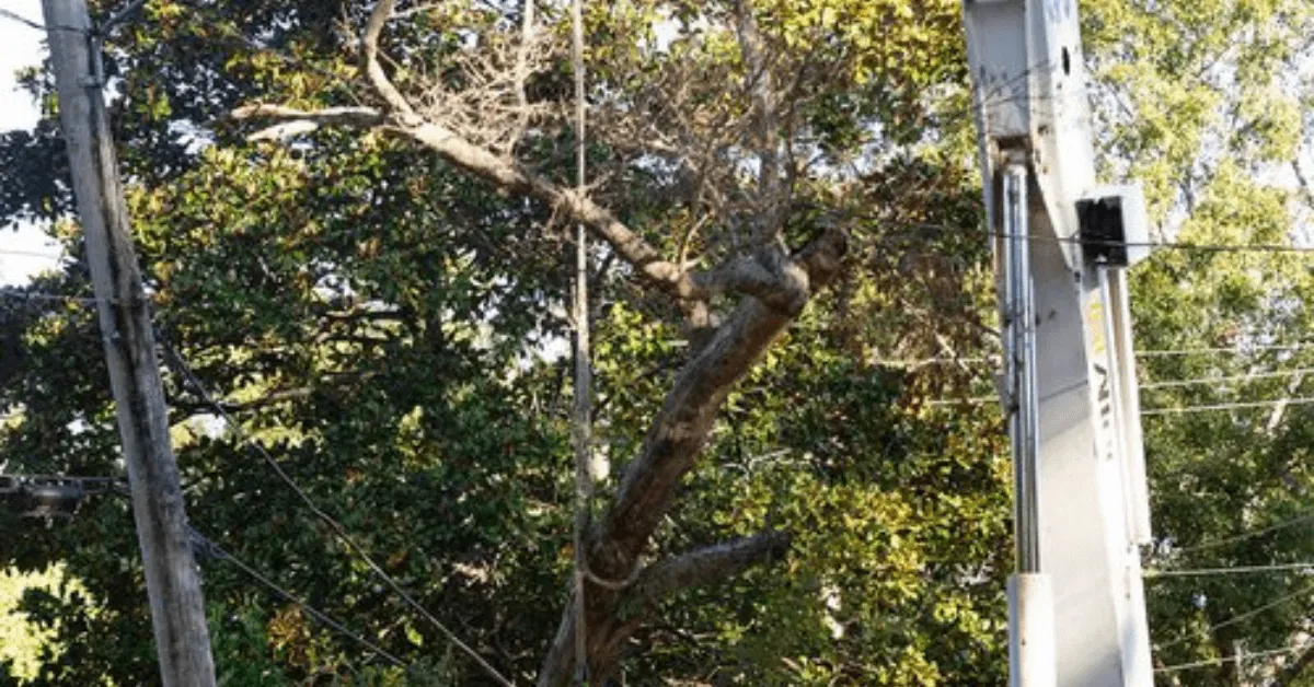 Tree removal crew working on a large oak tree in Vicksburg, Mississippi