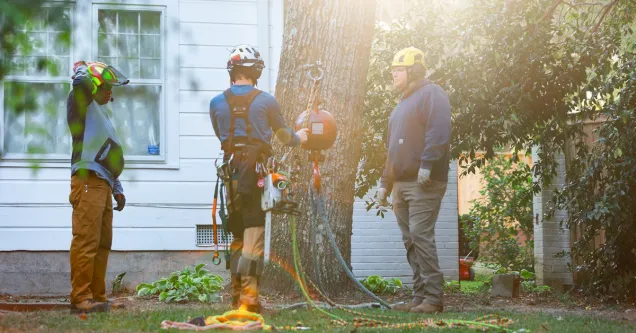 Affordable Tree Service in Greater Mississippi: What You Can Get Without Overpaying