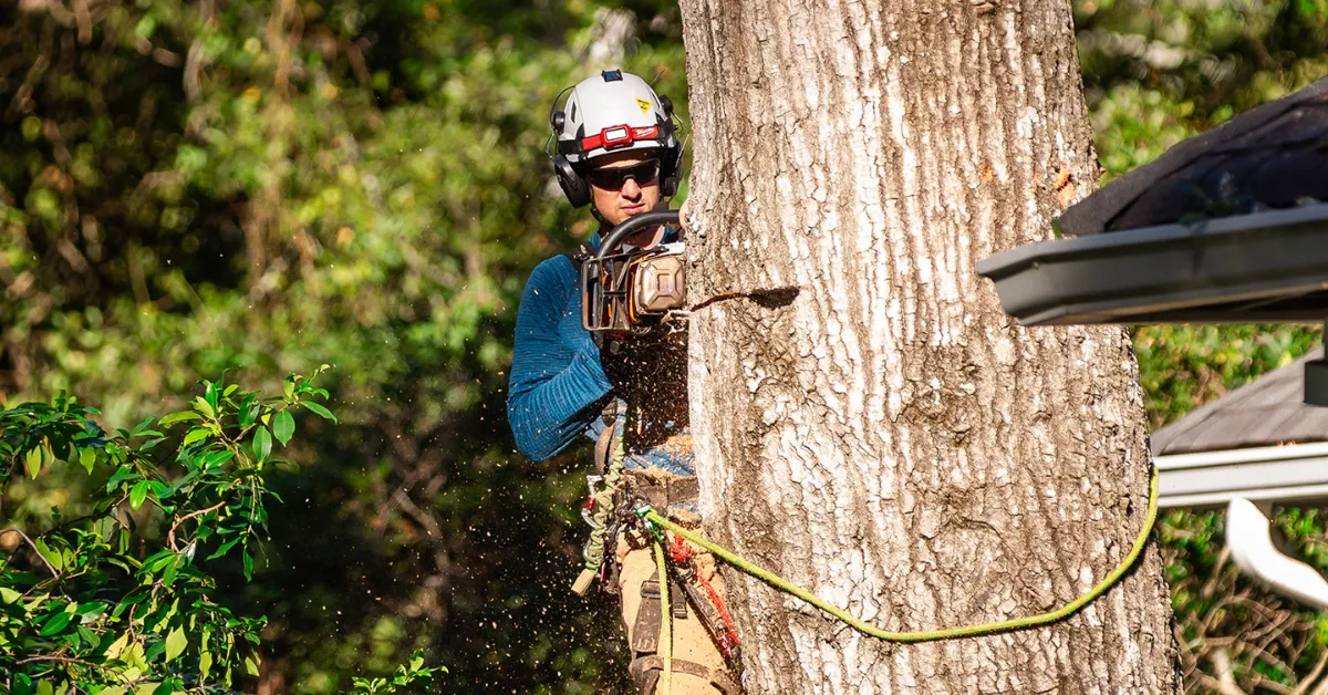 Certified arborist performing technical tree removal using climbing and rigging techniques in the Greater Jackson Area