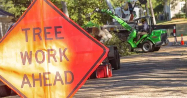 Tree Service Near Me in Jackson, MS: What You Really Need to Know