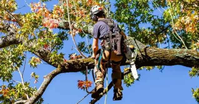 Certified arborist trimming overgrown tree branches to improve safety and appearance in the Greater Jackson Area