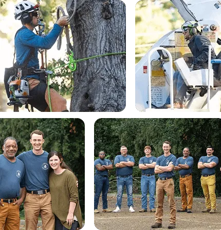 About Heritage Tree Services in Greater Jackson MS