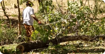 Emergency tree removal after severe storm in Jackson MS