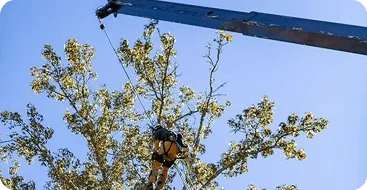 Hazardous limb removal near roofline in Jackson MS