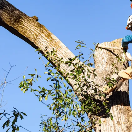 Heritage Tree Services crew trimming trees in a Madison, MS neighborhood