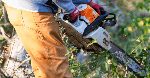 How to Tell When Your Tree Needs Trimming: A Homeowner’s Guide