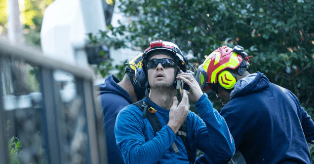 What Are the Downsides of Cutting Down a Tree in Mississippi?