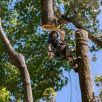 Certified arborist inspecting a large oak tree marked for removal in a Jackson, MS yard