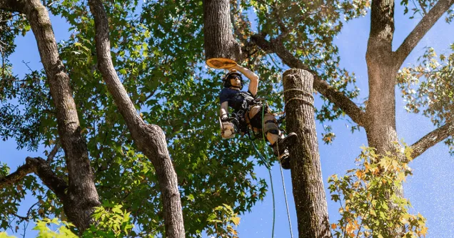Do You Need a Permit to Remove a Tree in Jackson, MS?