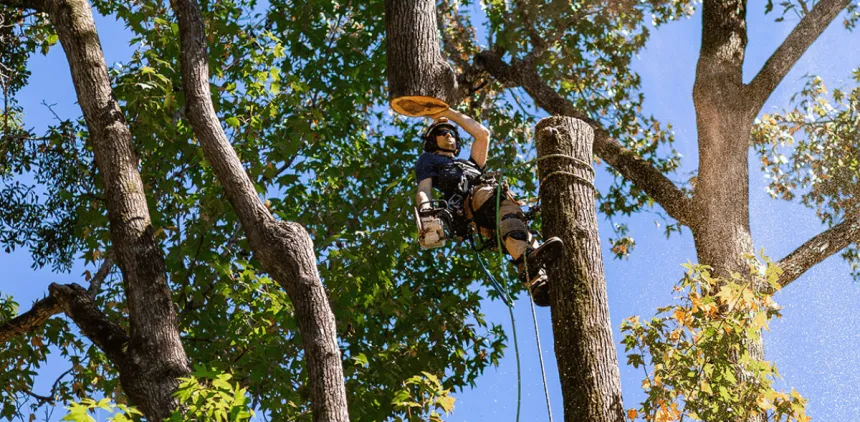 Certified arborist inspecting a large oak tree marked for removal in a Jackson, MS yard