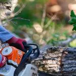 Arborist cutting down a large oak tree in Jackson, MS using a chainsaw