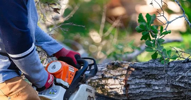 How Much Does It Cost to Cut Down a Tree in Jackson, MS?