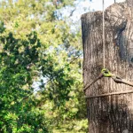 An Arborist clearing an escape route before tree felling in Greater Jackson, MS