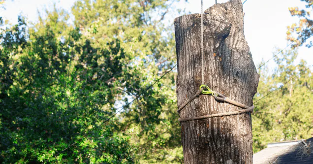 What Is the 5-15-90 Rule for Trees in Greater Jackson?