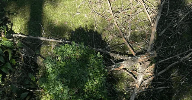 Signs a Tree Is Becoming Hazardous on Residential Property in Jackson