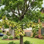  Early tree stress signs showing leaf discoloration on a residential property in Jackson, Mississippi