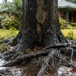 Waterlogged soil around tree roots showing signs of overwatering in Jackson, Mississippi