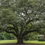 Live oak tree thriving in heavy clay soil in Jackson Mississippi