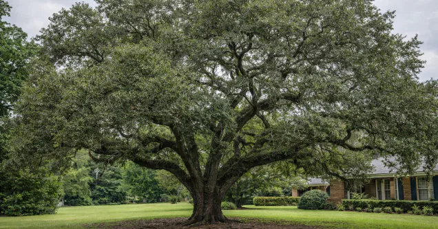 Mississippi’s Top 5 Native Trees That Flourish in Jackson’s Yazoo Clay