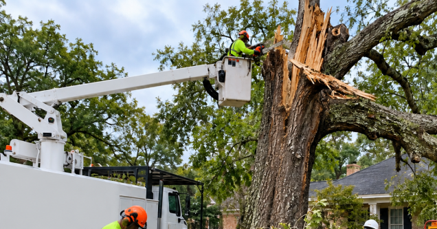 What We Learned from Removing Hundreds of Storm-Damaged Trees in Jackson, MS
