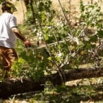 Emergency tree removal after severe storm in Jackson MS