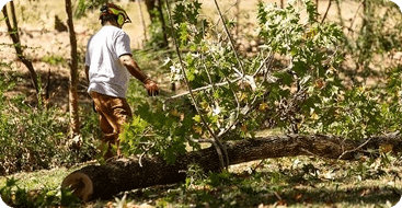 Emergency tree removal after severe storm in Jackson MS
