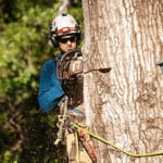 Crane-assisted large tree removal in Jackson MS backyard