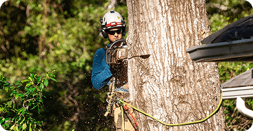 Crane-assisted large tree removal in Jackson MS backyard