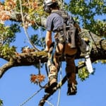 Precision crown thinning and pruning service in Greater Jackson MS