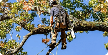 Precision crown thinning and pruning service in Greater Jackson MS