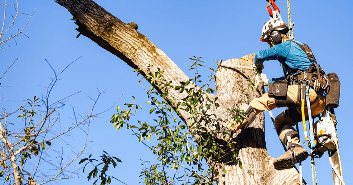 Heritage Tree Services crew trimming trees in a Madison, MS neighborhood