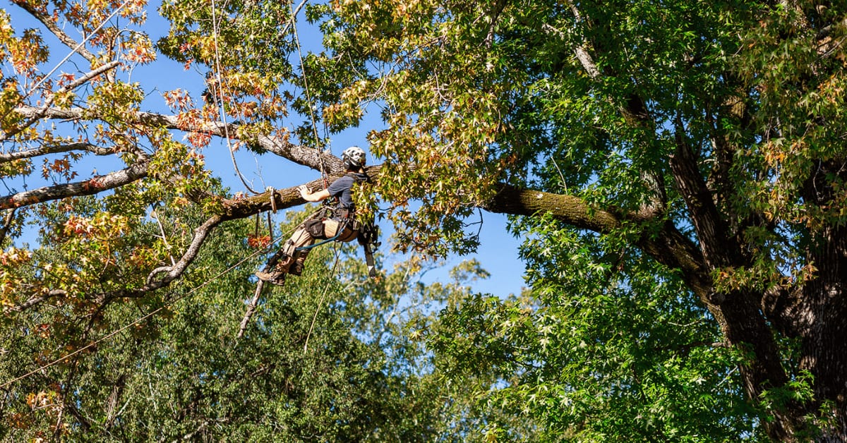 Certified arborist trimming branches for tree health in Clinton MS