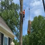 Homeowner watching a professional tree removal crew safely remove a large tree using ropes and rigging